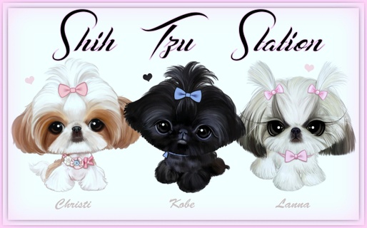 Doll face cheap shih tzu